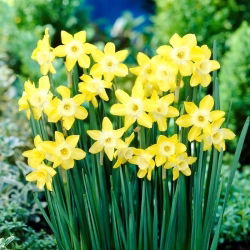 Verdin crocus - XXXL pachet 250 buc.