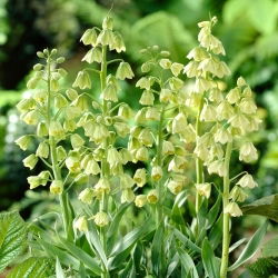 Ivory Bells persisk lilje - XL-pakning - 50 stk