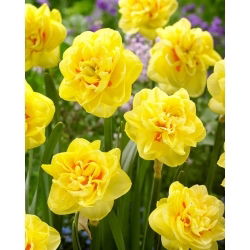 Sunny Day narcis - XL balenie - 50 ks