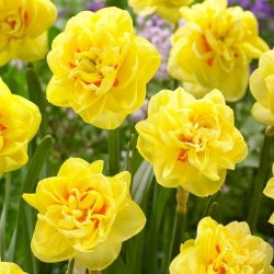 Sunny Day narcis - 5 kom