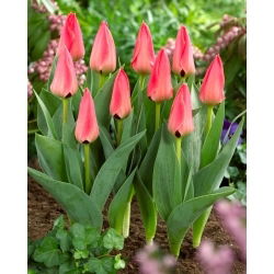Tulipan Adele Duttweiler - 5 kom
