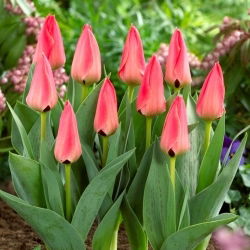 Tulipan Adele Duttweiler - 5 kom