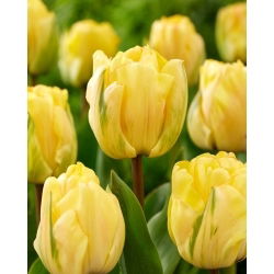 Akebono-Tulpen - 5 Stk - 