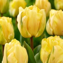 Akebono-Tulpen - 5 Stk - 