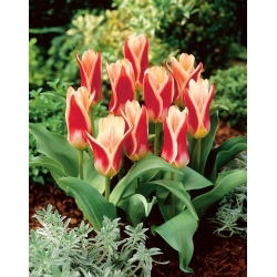Tulipa Ancilla - pacote XXXL 250 unid.