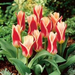 Tulipa Ancilla - pacote XL - 50 unid.