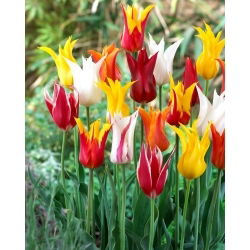 Leliebloemige tulp selectie - Leliebloem mix - 5 stuks - 