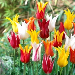 Leliebloemige tulp selectie - Leliebloem mix - 5 stuks - 