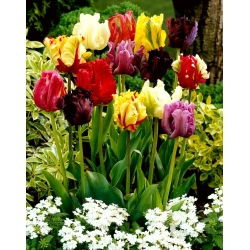 Selezione di tulipani pappagallo - Mix pappagallo - 5 pz