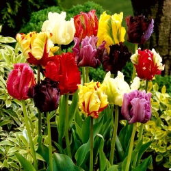 Selezione di tulipani pappagallo - Mix pappagallo - 5 pz