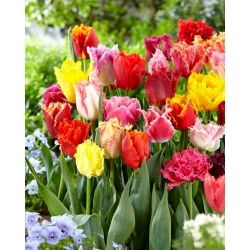 Fringed tulpan selection - Fringed mix - 5 st