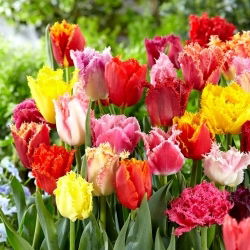 Fringed tulpan selection - Fringed mix - 5 st