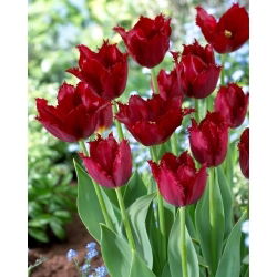 Pacific Pearl tulipán - XL csomag - 50 db.