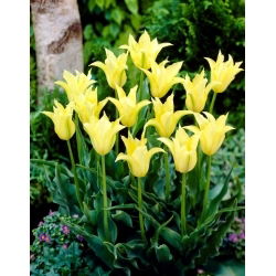 Cistola tulipano - 5 pz