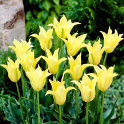 Cistula tulipán - XL csomag - 50 db.
