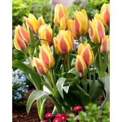 City Flower tulipan - XL pakke - 50 stk
