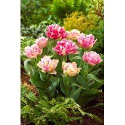 Cool Crystal tulipano - 5 pz