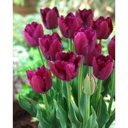 Curly Sue tulipán - XL csomag - 50 db.