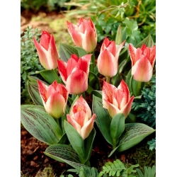 Tulipan car Peter - 5 kosov