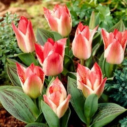 Cara Pētera tulpe - XL paka - 50 gab.