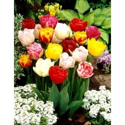 Dobbelt tulipanutvalg - Dobbelblanding - 5 stk
