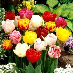 Dobbelt tulipanutvalg - Dobbelblanding - 5 stk
