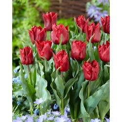 Robinho tulpe - XL paka - 50 gab.