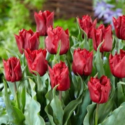 Robinho tulpe - XL paka - 50 gab.