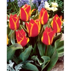 Engadin tulipan - XL pakke - 50 stk