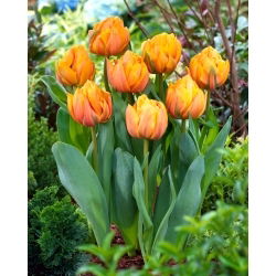 Freeman tulipan - 5 stk