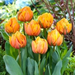Freeman tulipan - 5 stk