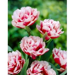 Gerbrand Kieft Tulpe - 5 Stk - 