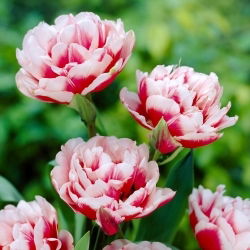 Gerbrand Kieft Tulpe - 5 Stk - 