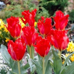 Tulipano gigante pappagallo - 5 pz