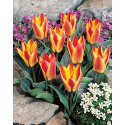 Golden Day tulpe - XL iepakojumā - 50 gab.