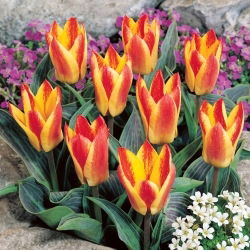Tulipan Golden Day - 5 kosov