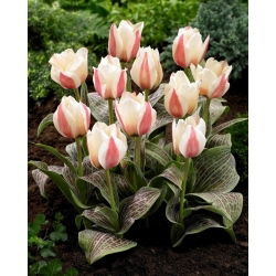 Haute Couture tulipan - XL pakke - 50 stk