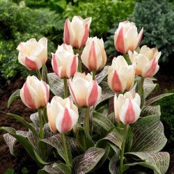 Haute Couture tulipan - XL pakke - 50 stk