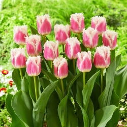 Hawaii tulip - XL pack - 50 pcs