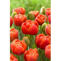 Ikon tulipan - 5 stk