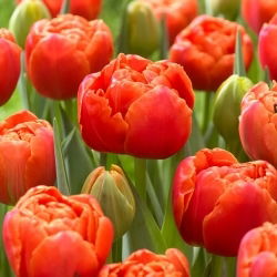Ikon tulipan - 5 stk