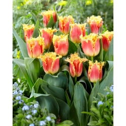 Joint Devision tulip - XXXL pack  250 pcs