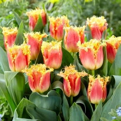 Joint Devision tulip - XXXL pack  250 pcs