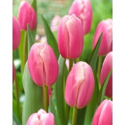 Kasia tulip - XL pack - 50 pcs