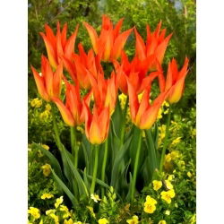 Lilyfire tulipán - XL csomag - 50 db.