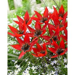 Lizzy tulip - XXXL pack  250 pcs