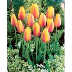 Long Lady tulipán - 5 ks