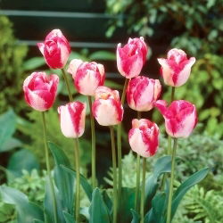 Tulipano Mata Hari - Confezione XXXL da 250 pz