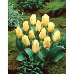 Mieke Telkamp tulip - XL pack - 50 pcs