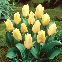Mieke Telkamp tulip - XL pack - 50 pcs